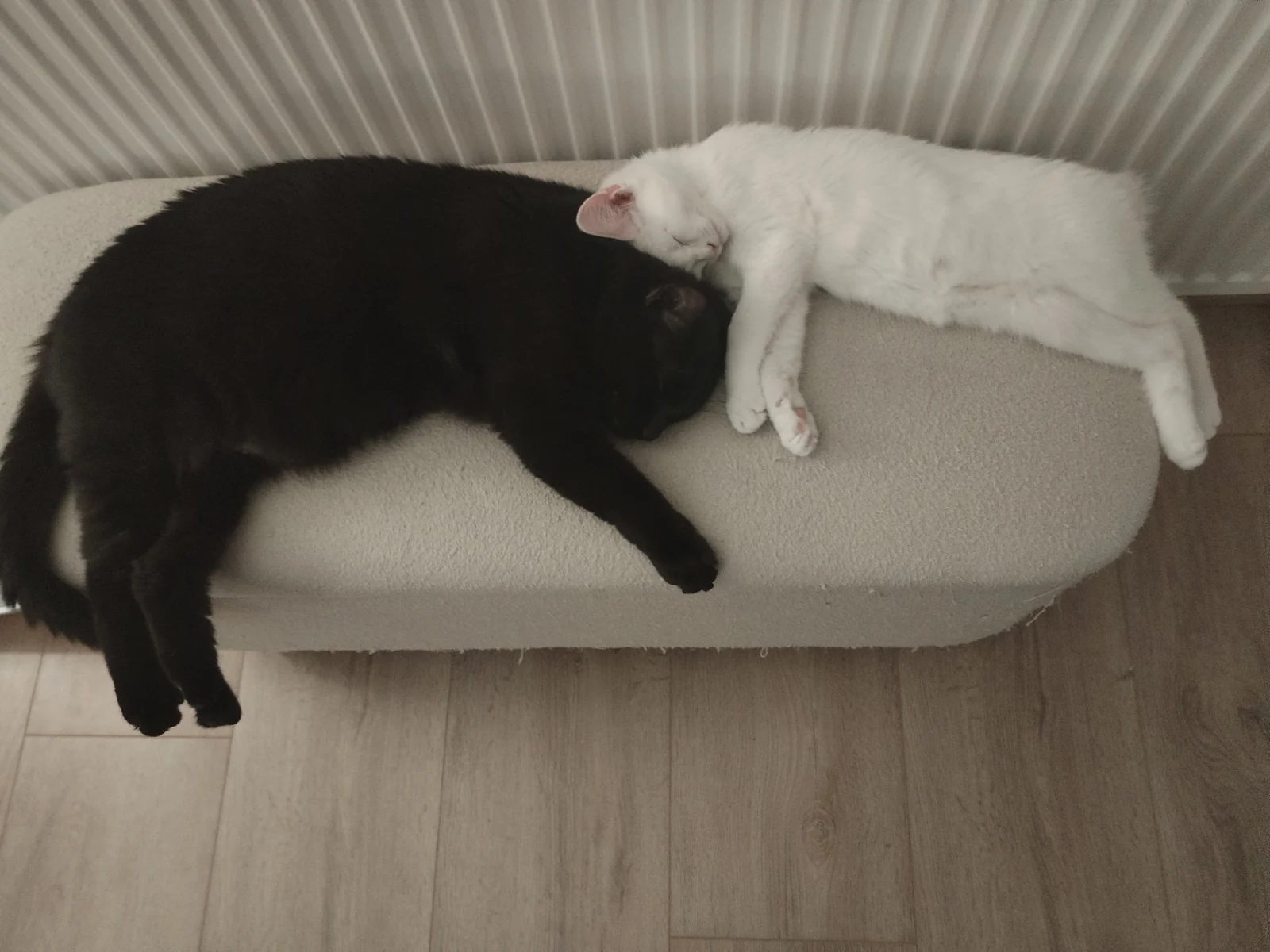 Cosmo and Dusty sleeping close together on a soft bench