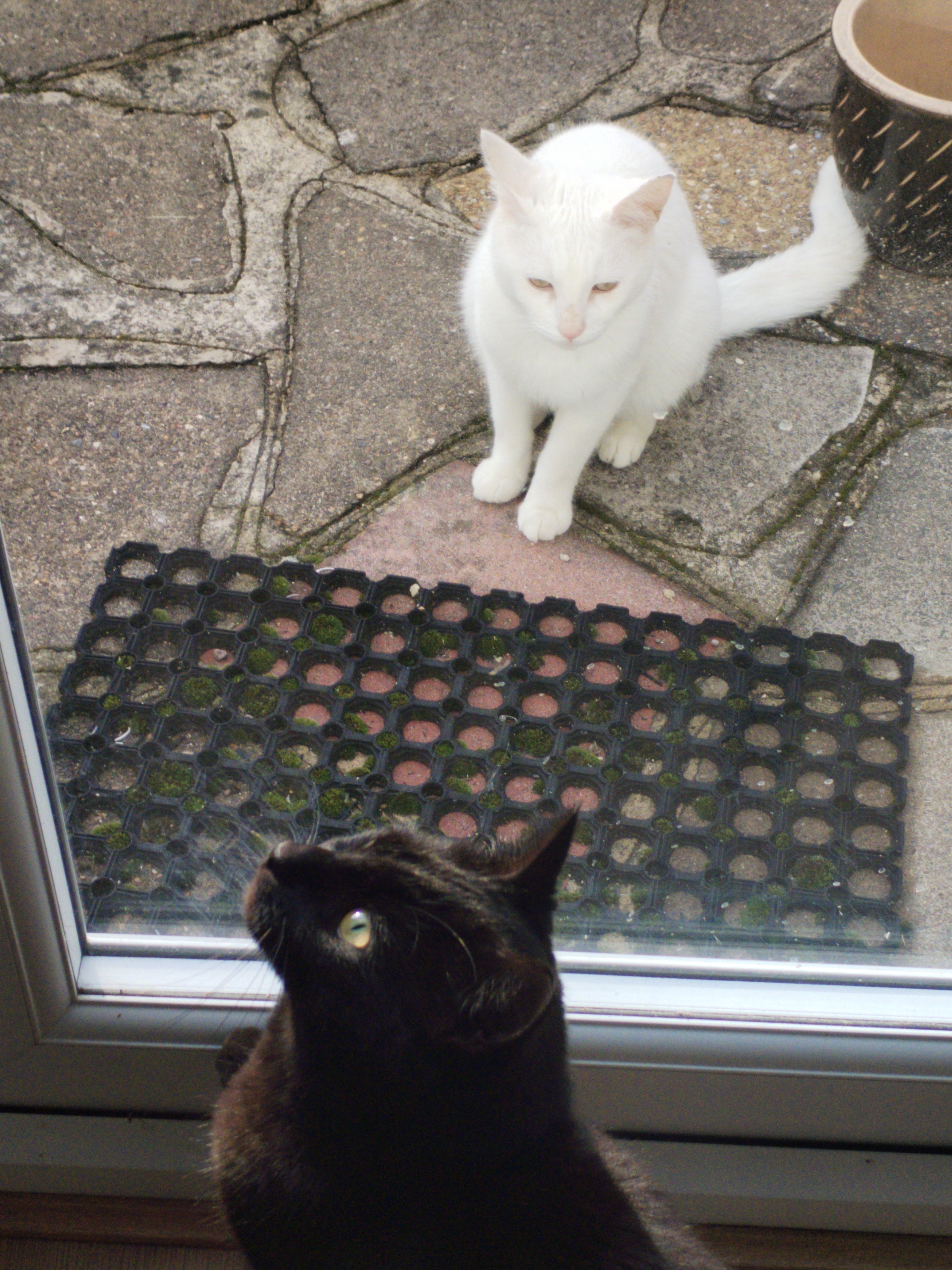 Cosmo outside on the patio and Dusty just inside the glass door