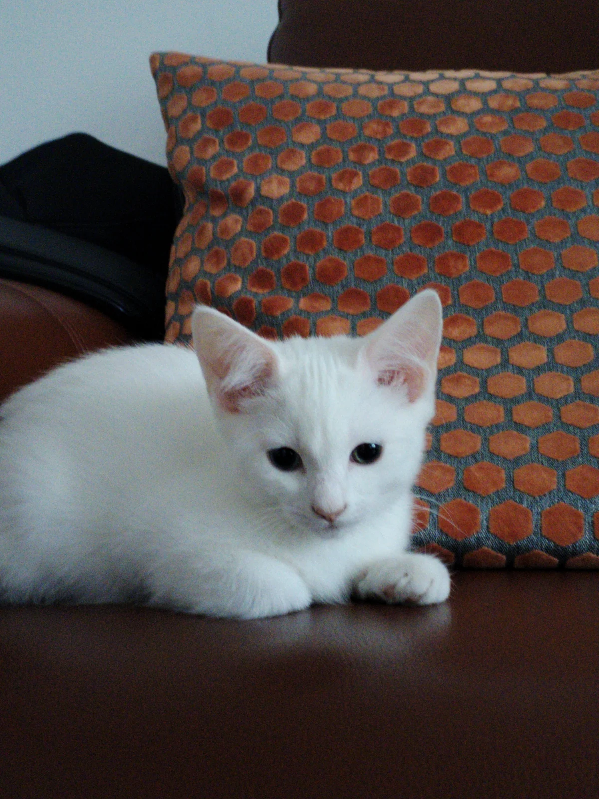 White kitten Cosmo resting on a sofa