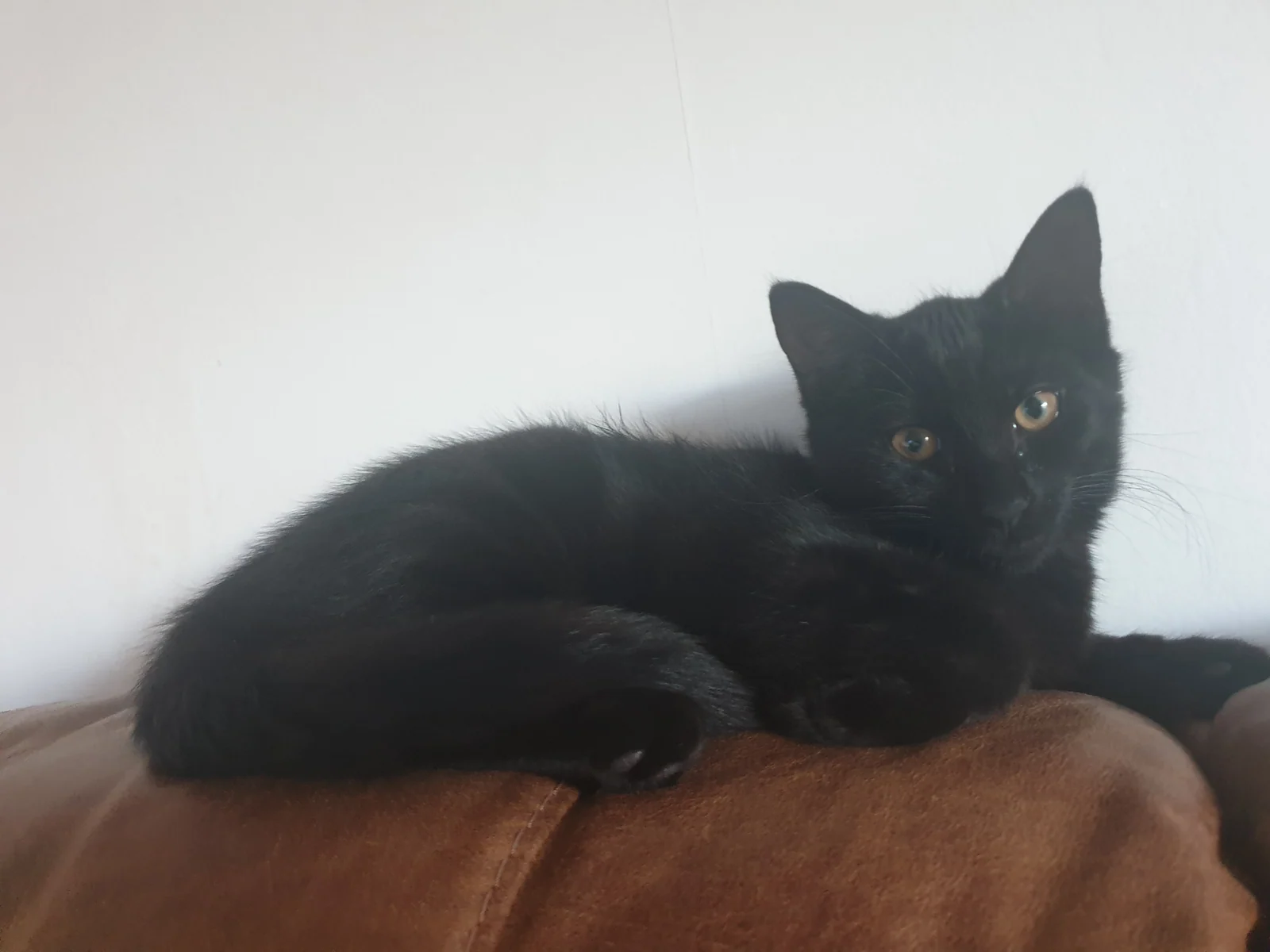 Black kitten Dusty lying on a sofa